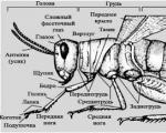 Böcek tanımlayıcı çevrimiçi